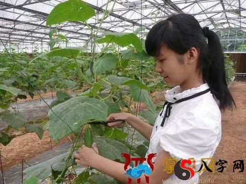 夢見自己摘黃瓜